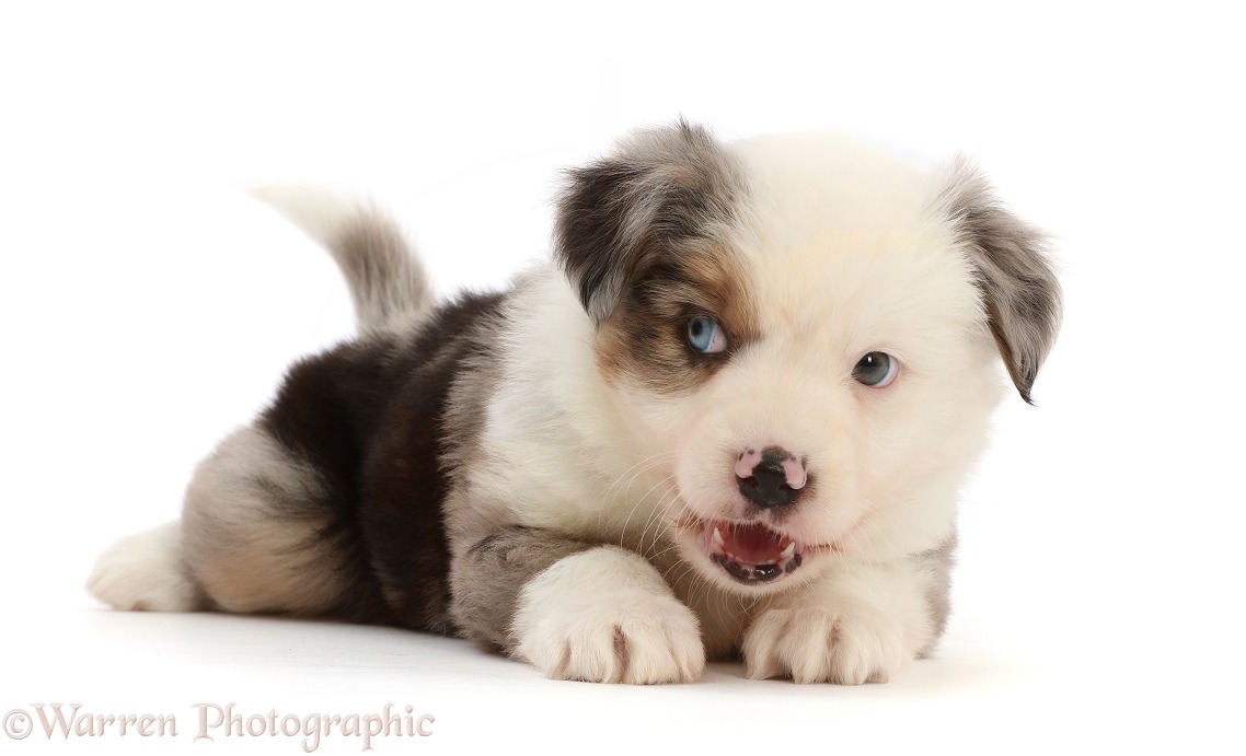 Mini American Shepherd puppy, mouth open, white background