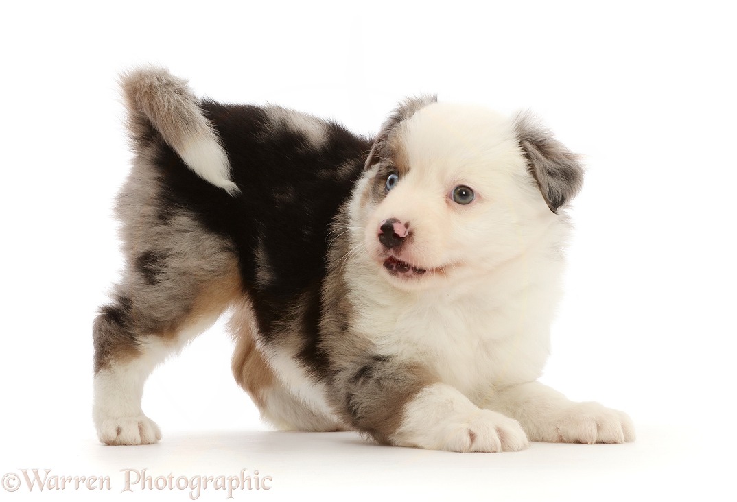 Playful Mini American Shepherd puppy, white background