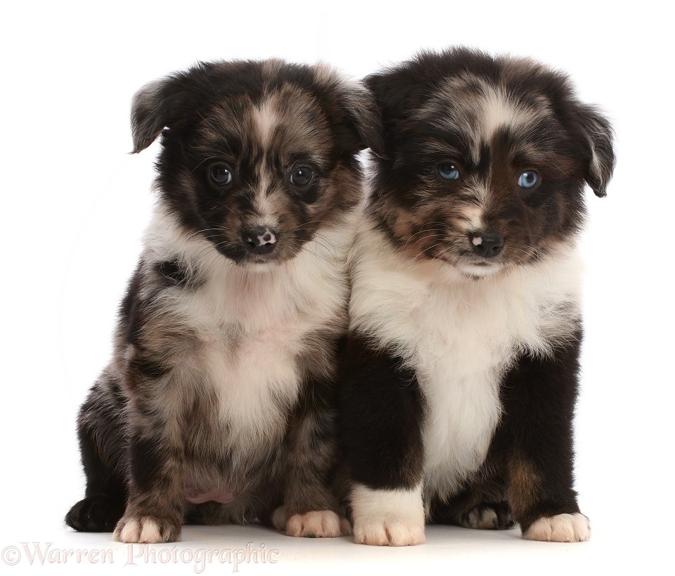 Two Mini American Shepherd puppies, sitting, white background