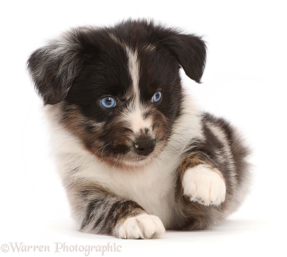 Mini American Shepherd puppy, pointing paw, white background