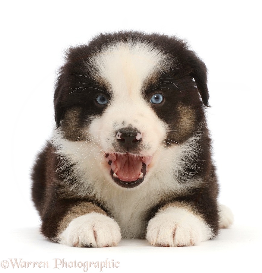 Mini American Shepherd puppy, mouth open, white background