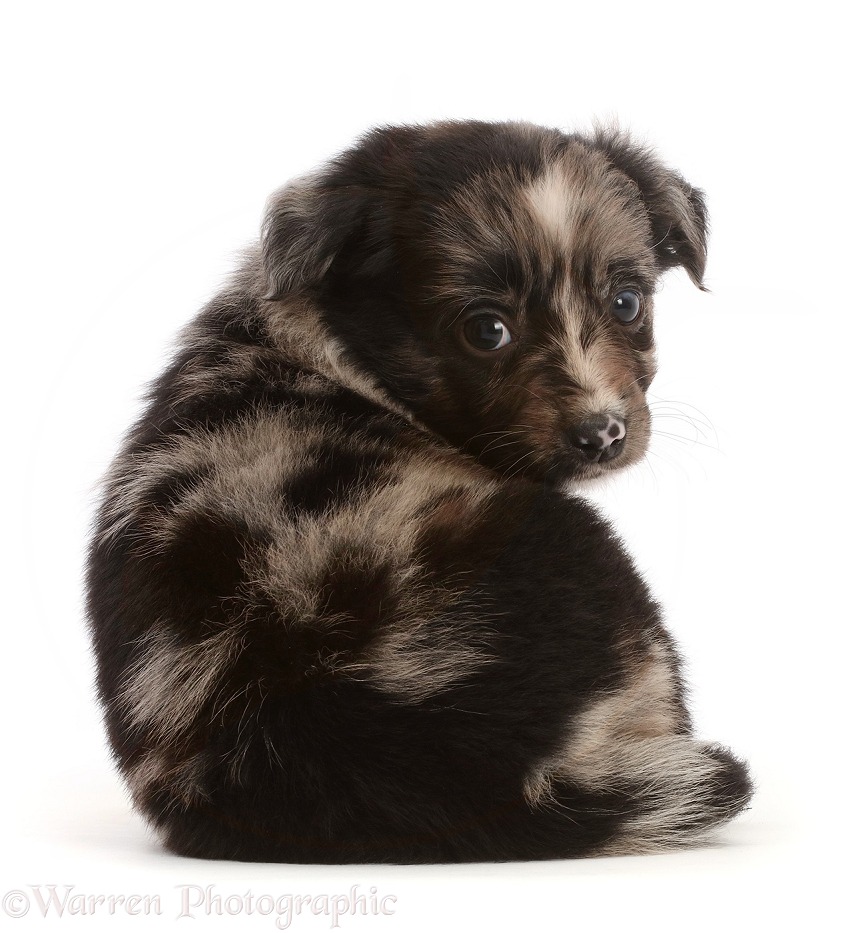 Mini American Shepherd puppy, sitting, looking over shoulder, white background