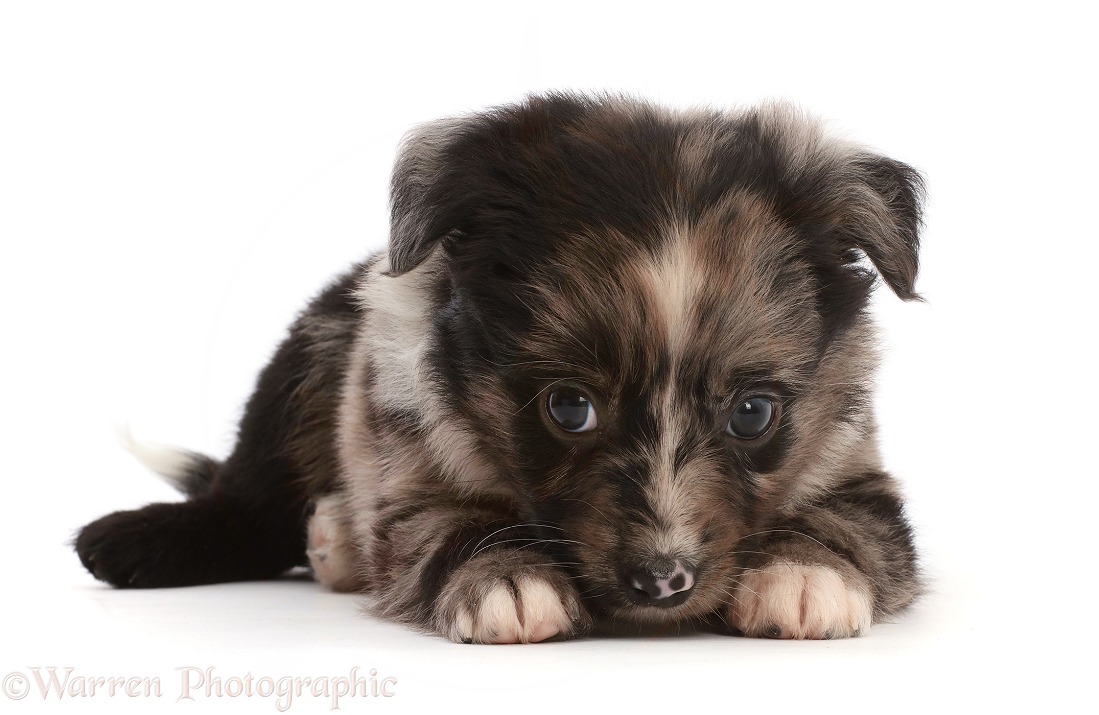 Mini American Shepherd puppy, nose to the floor, white background