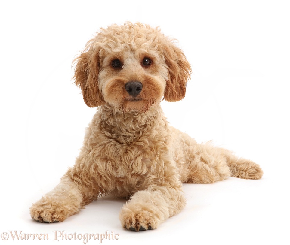 Cockapoo dog, Monty, 10 months old, lying with head up, white background