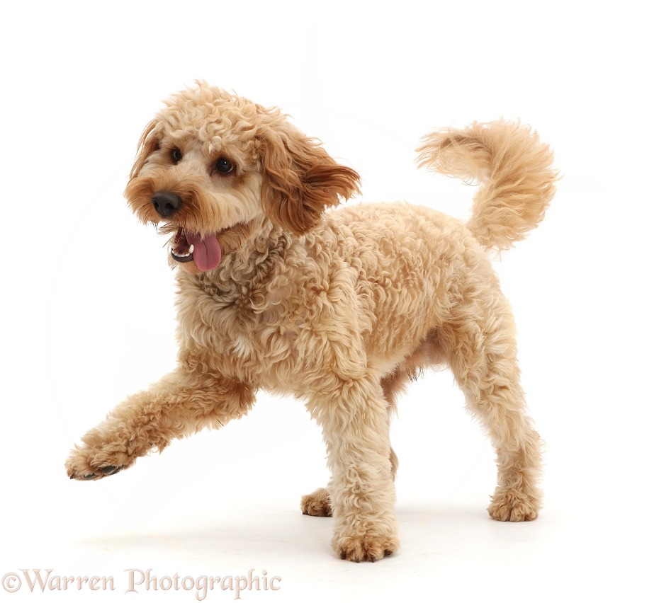 Cockapoo dog, Monty, 10 months old, striding across, white background