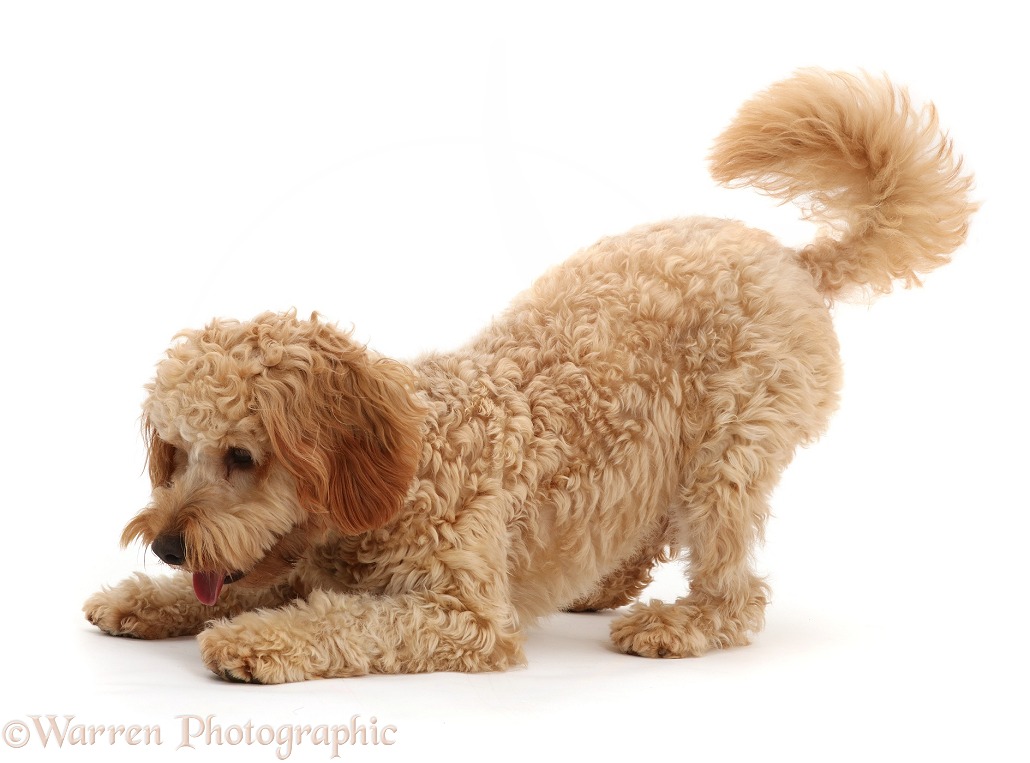 Cockapoo dog, Monty, 10 months old, in playbow, white background