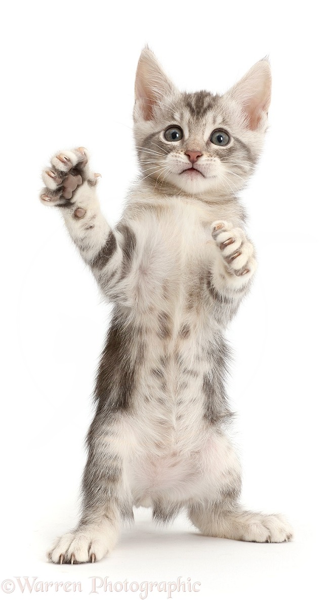 Silver tabby kitten standing up with raised paws, white background