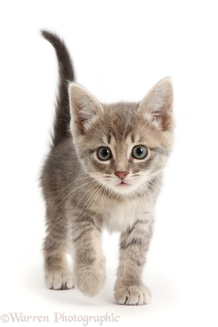 Grey tabby kitten walking, white background