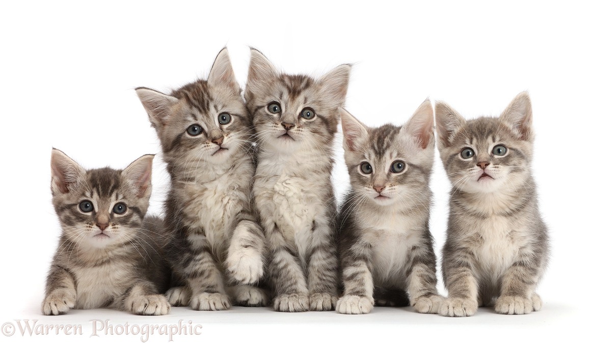 Five silver grey tabby kittens, white background