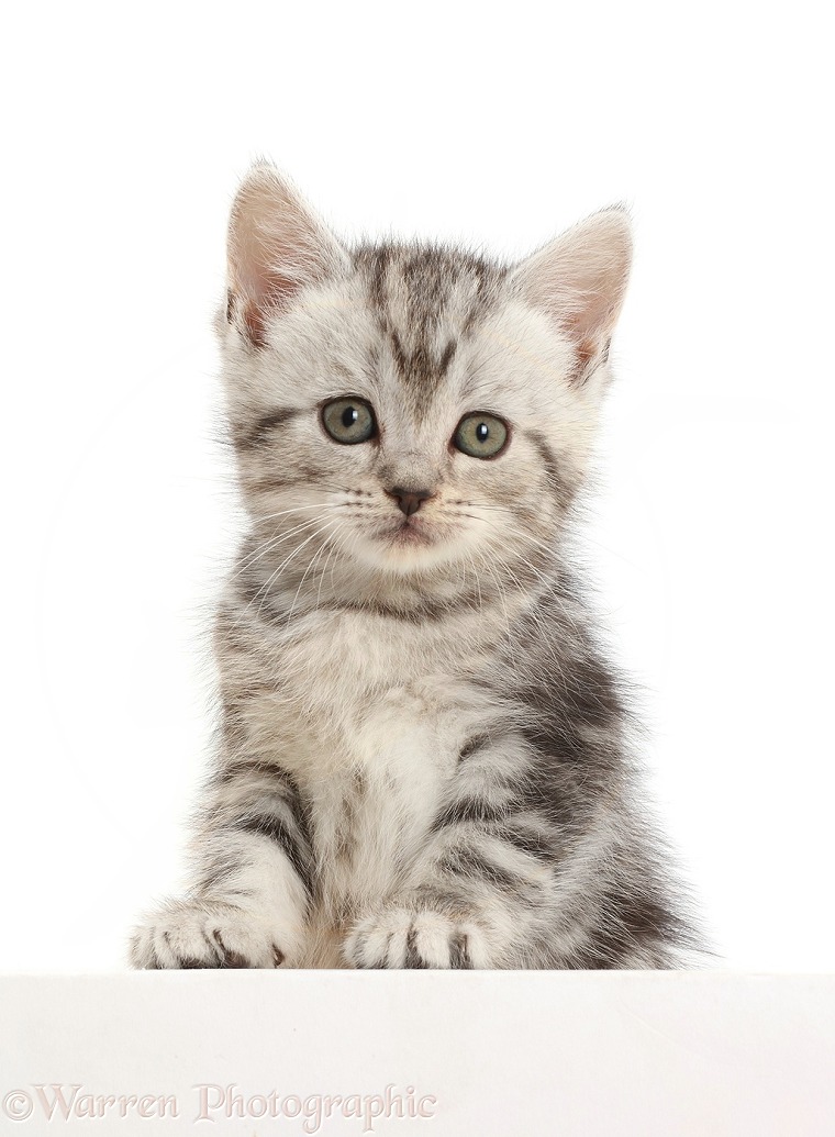 Silver tabby kitten, 6 weeks old, paws over, white background