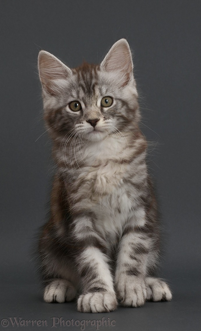 Silver tabby kitten, Blaze, 9 weeks old, on dark grey background