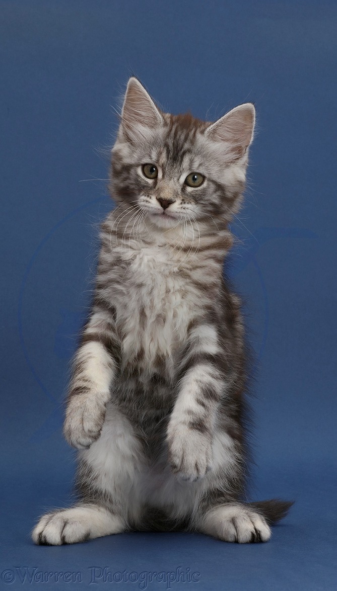 Silver tabby kitten, Blaze, 9 weeks old, on dark blue background