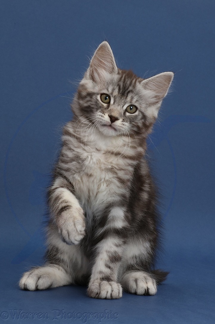 Silver tabby kitten, Blaze, 9 weeks old, on dark blue background