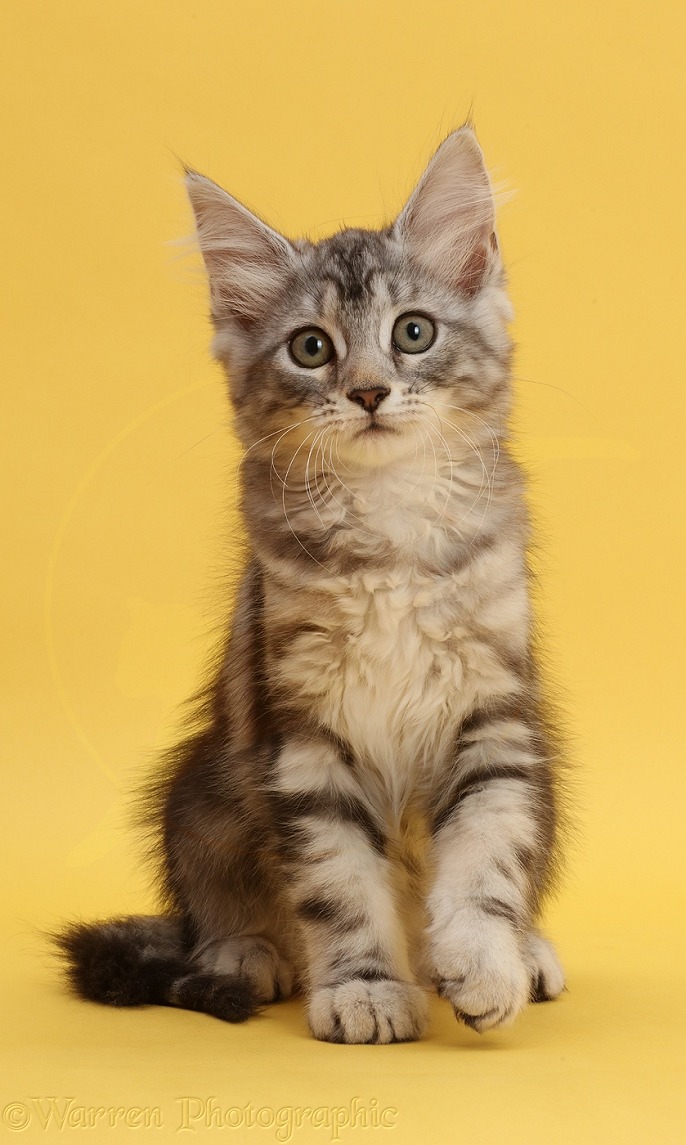 Silver tabby kitten, Freya, 10 weeks old, on yellow background