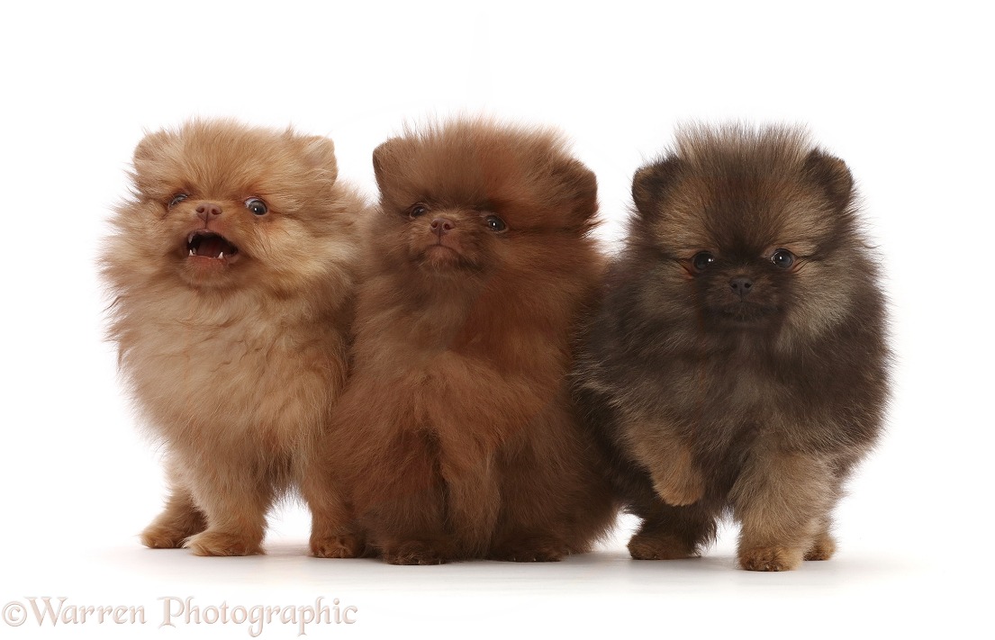 Three Pomeranian puppies, white background