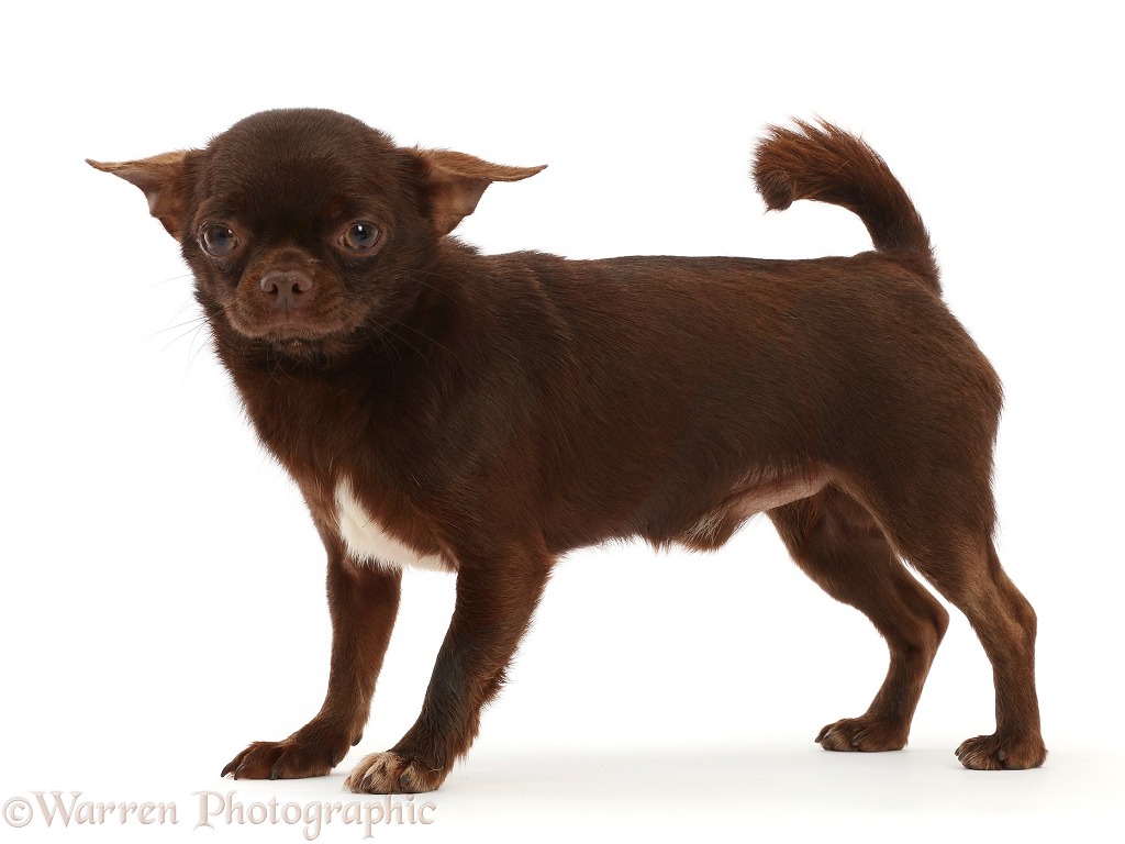 Chihuahua dog, standing, white background