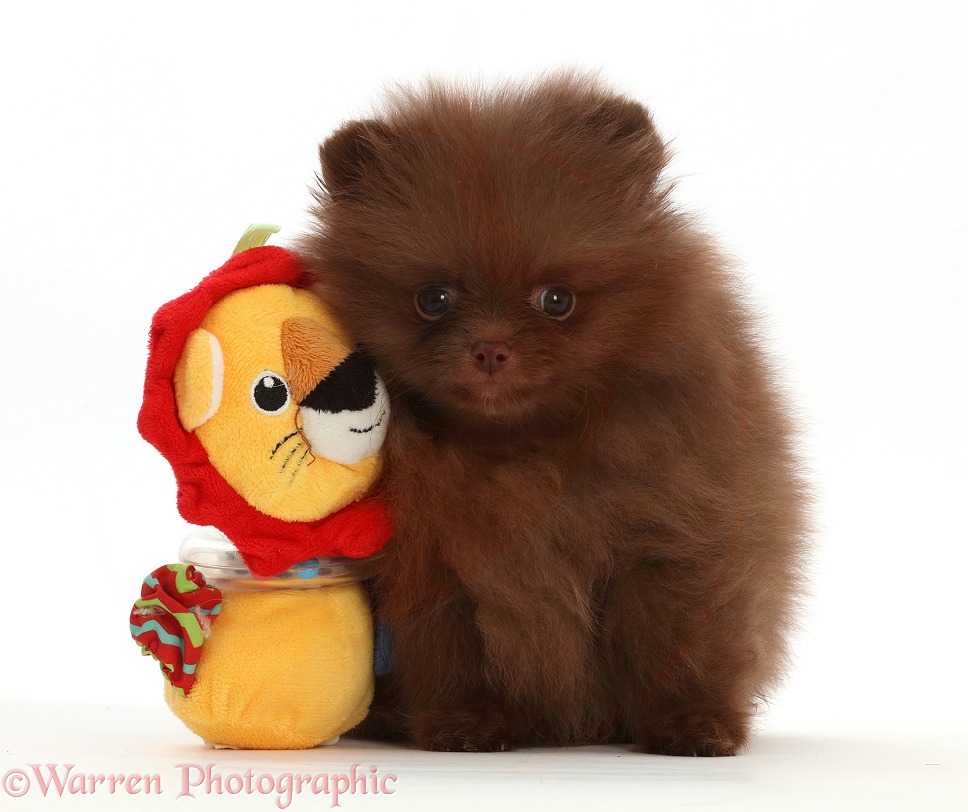 Dark brown Pomeranian puppy with toy, white background