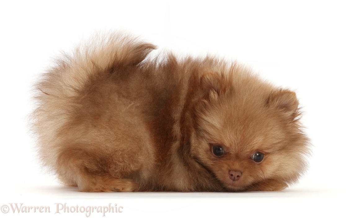 Playful Pomeranian puppy, white background