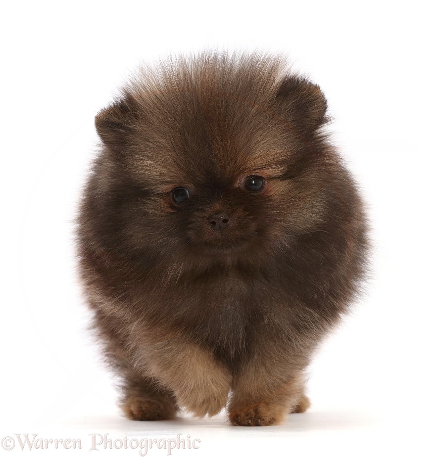 Dark brown Pomeranian puppy, white background