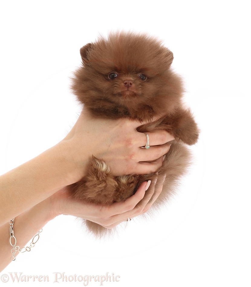 Pomeranian puppy held in hands, white background