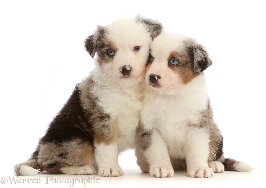 Two Mini American Shepherd puppies, sitting, white background