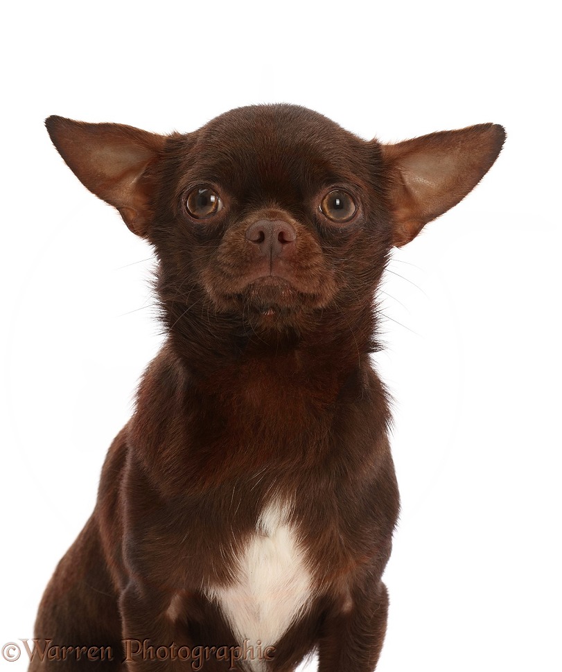Chihuahua dog, white background