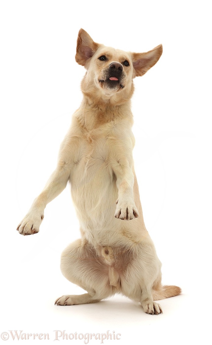 Yellow Goldidor Retriever dog, Bucky, 2 years old, trying to catch a treat, white background