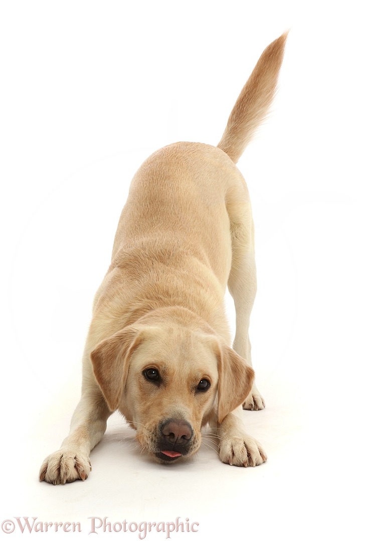 Yellow Goldidor Retriever dog, Bucky, 2 years old, in playbow, white background
