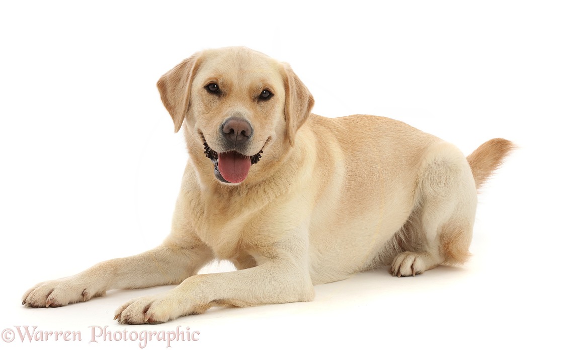 Yellow Goldidor Retriever dog, Bucky, 2 years old, white background