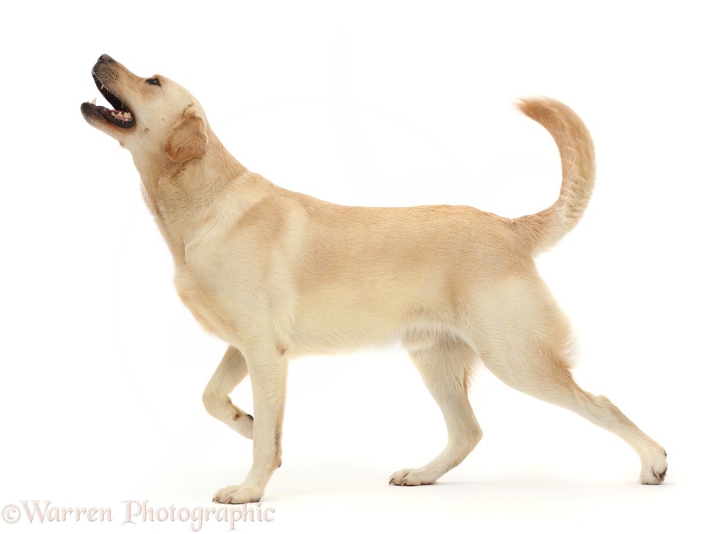Yellow Goldidor Retriever dog, Bucky, 2 years old, striding across, white background