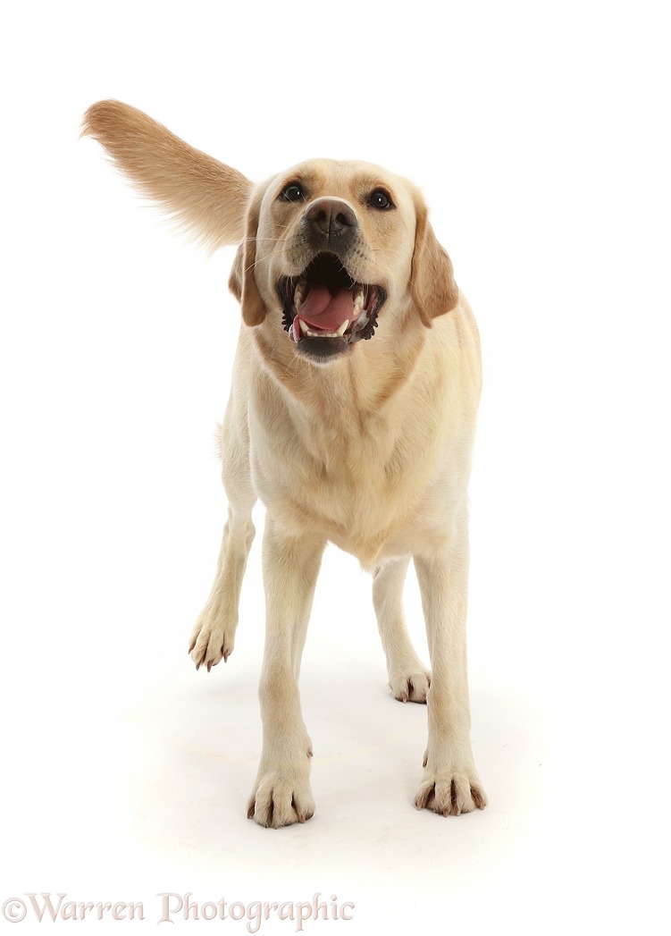 Yellow Goldidor Retriever dog, Bucky, 2 years old, walking, white background