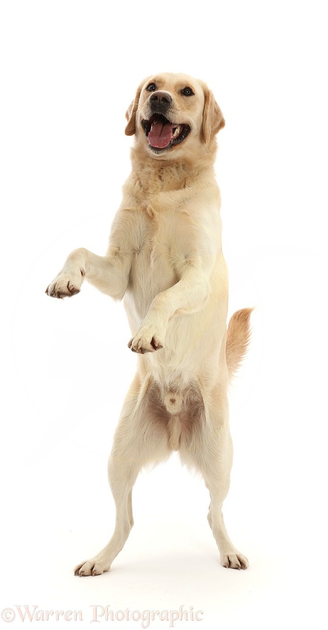 Yellow Goldidor Retriever dog, Bucky, 2 years old, playfully standing up, white background