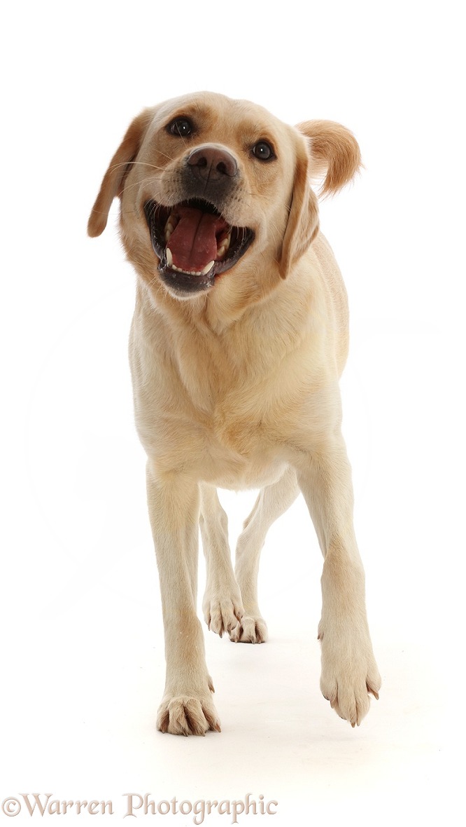 Yellow Goldidor Retriever dog, Bucky, 2 years old, walking, white background