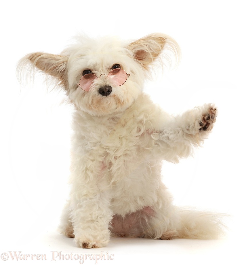 Pomapoo, Nala, wearing rose tinted spectacles and sitting with raised paw, white background