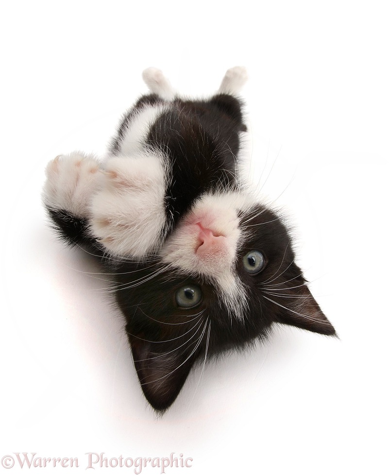 Black-and-white kitten, Solo, 6 weeks old, lying on his back, white background