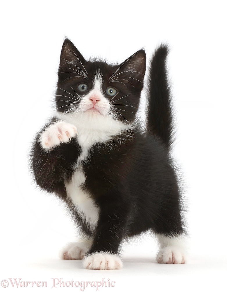 Black-and-white kitten, Solo, 6 weeks old, pointing with a paw, white background