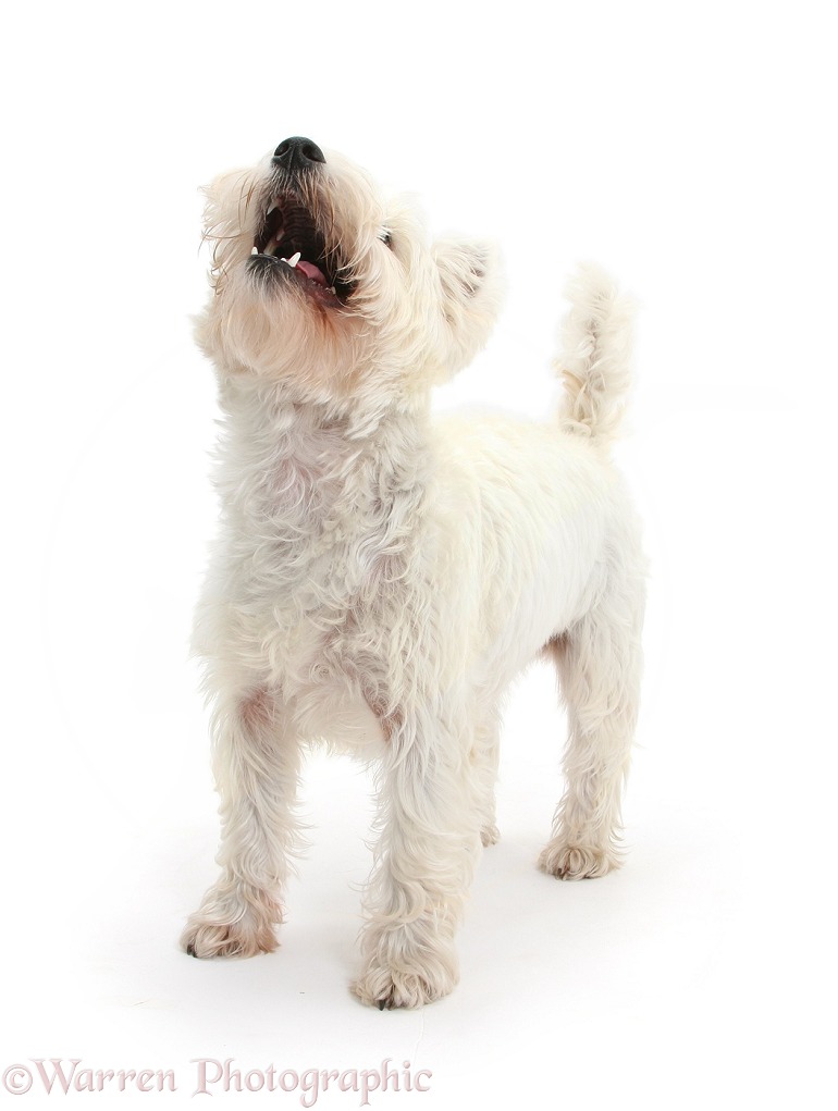 West Highland White Terrier, Betty, barking, white background
