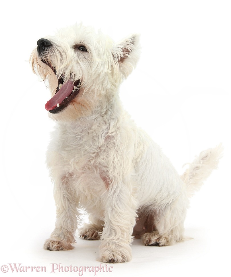 West Highland White Terrier, Betty, yawning, white background
