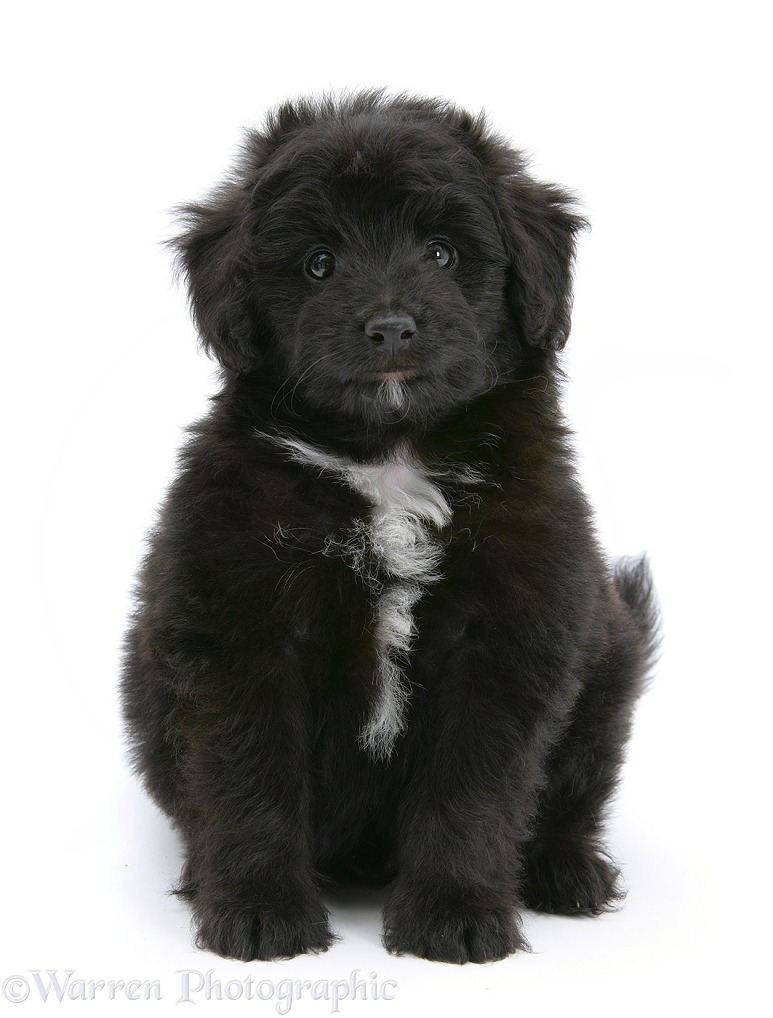 Black Shetland Sheepdog x Poodle pup, 7 weeks old, sitting, white background