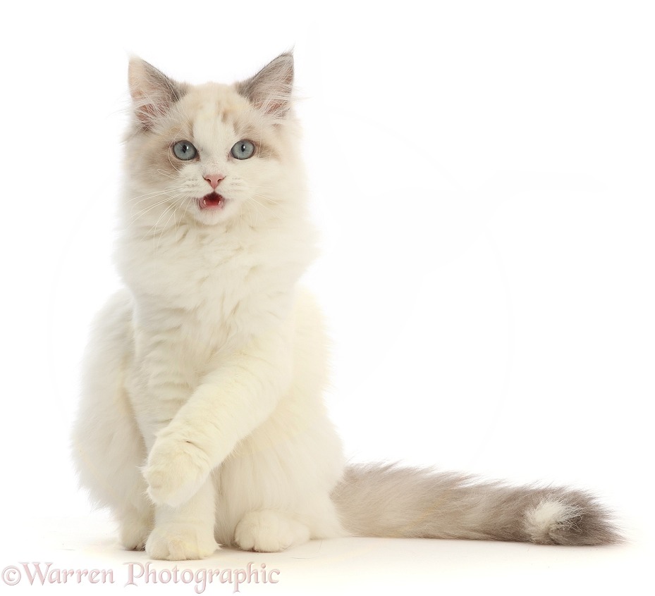 Ragdoll-x-Persian kitten, 14 weeks old, sitting and pointing, white background