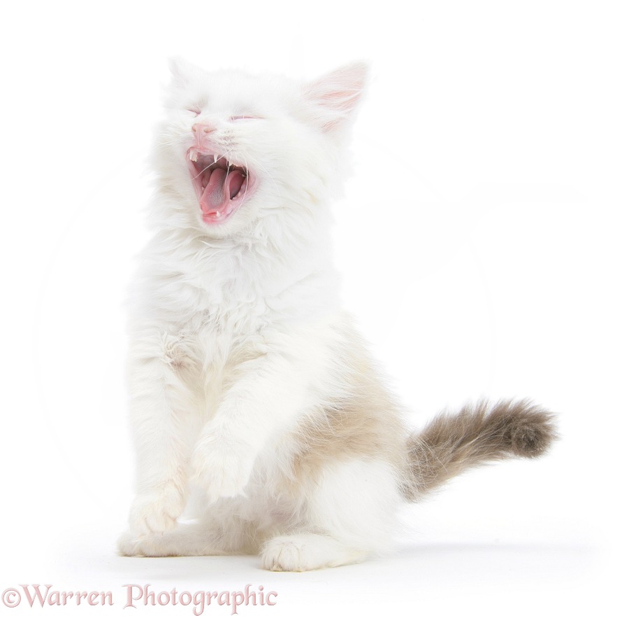 Birman x Ragdoll kitten, Willow, 11 weeks old, yawning, white background
