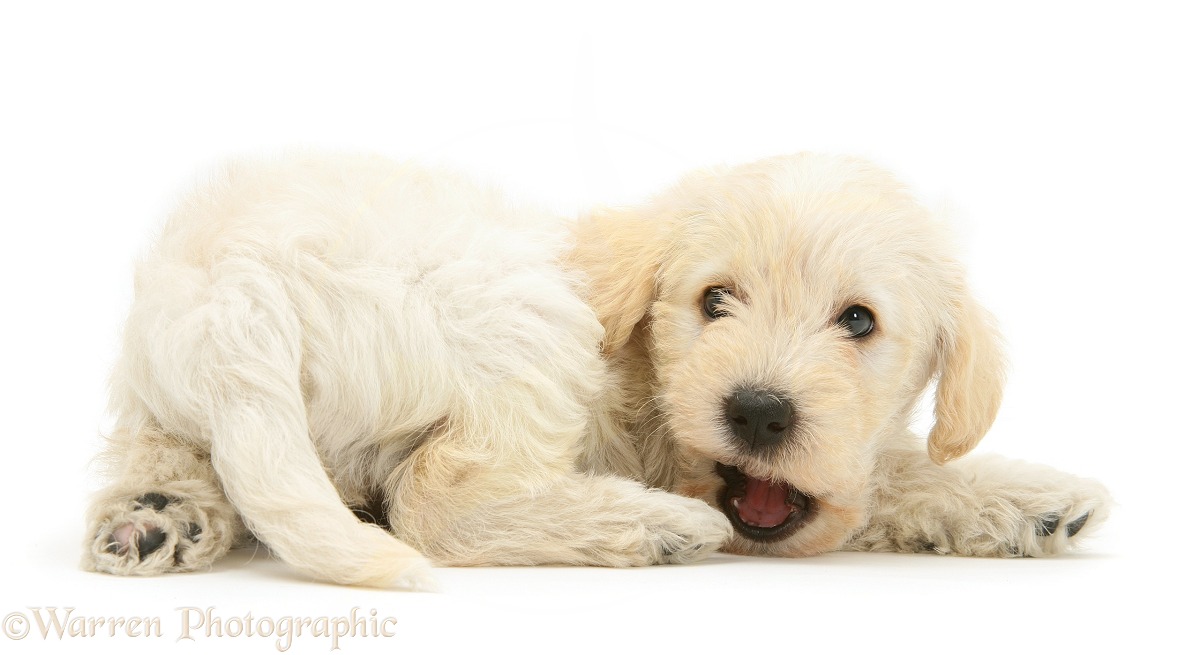 Playful Woodle (West Highland White Terrier x Poodle) pup, white background