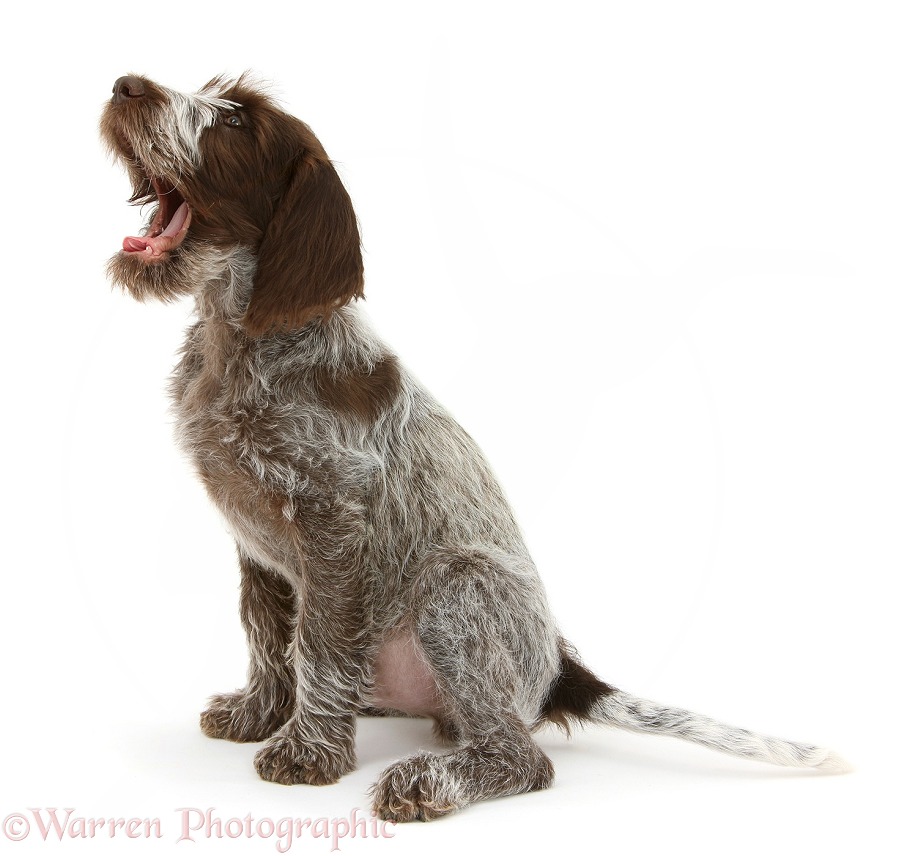 Brown Roan Italian Spinone pup, Riley, 13 weeks old, sitting and yawning, white background