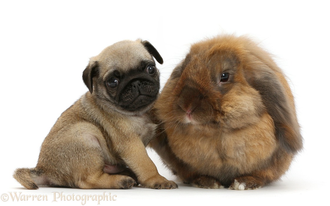 Pug puppy and rabbit, white background