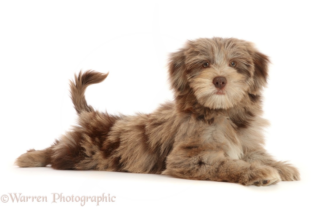 Chocolate merle Cockapoo puppy, Cola, 12 weeks old, white background