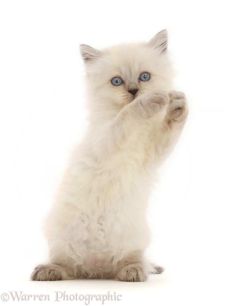 Persian-x-Ragdoll kitten begging, white background