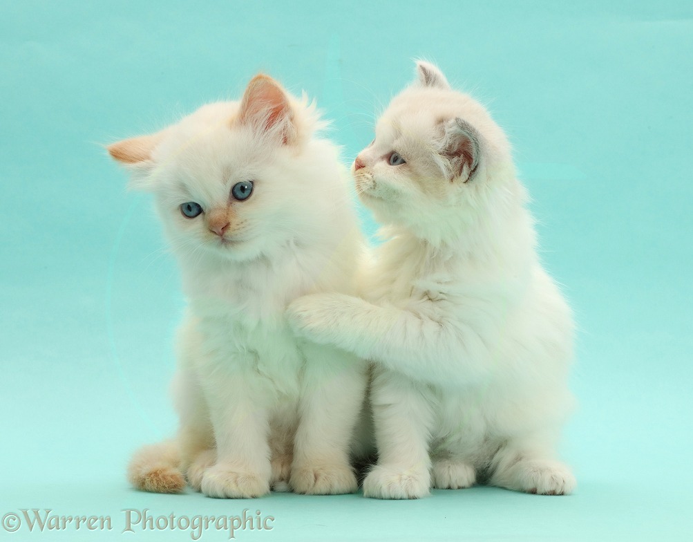 Persian-cross kittens on blue background