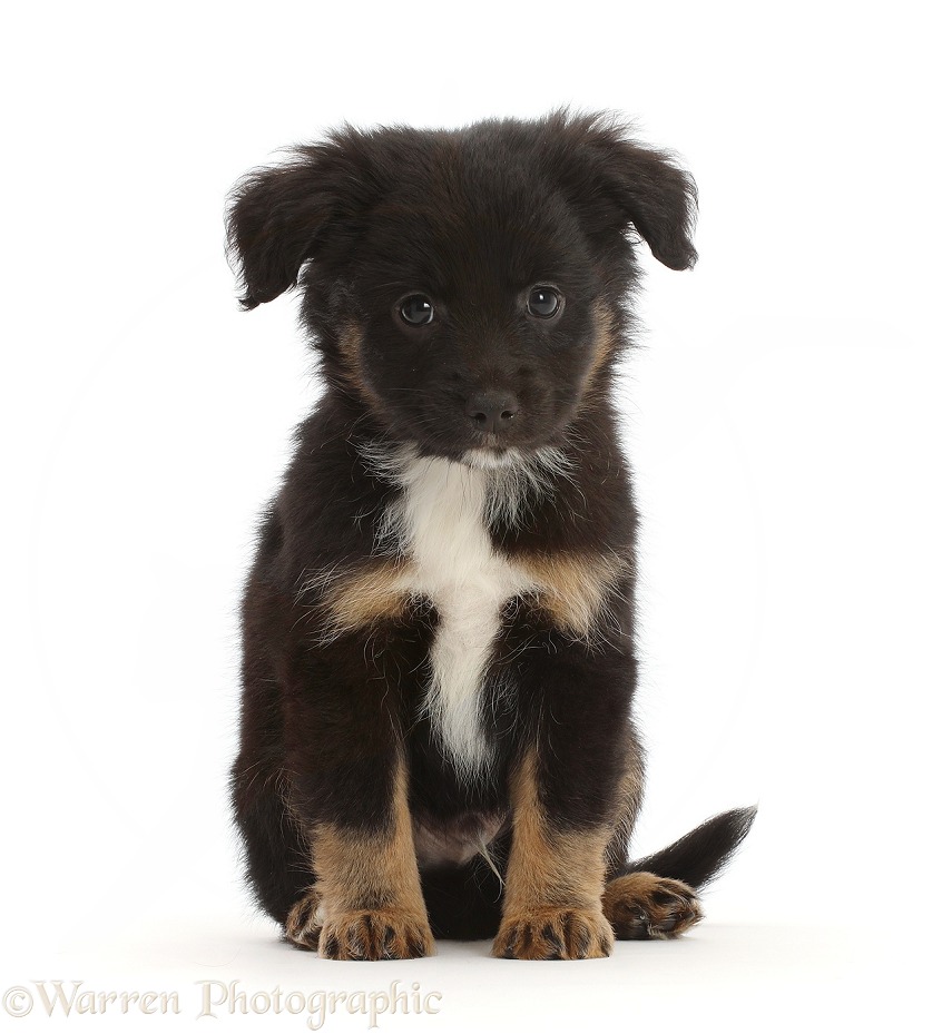 Mini American Shepherd puppy, 7 weeks old, white background