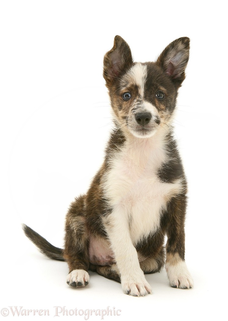 Mongrel pup, Brec, white background