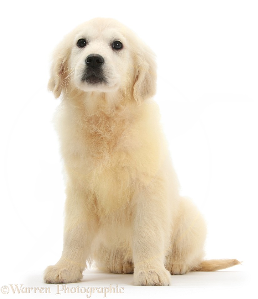 Golden Retriever pup, Daisy, 16 weeks old, white background